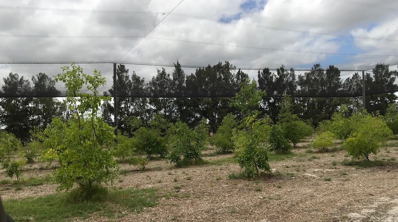 Chinese jujube trees at Kalyakool Farm