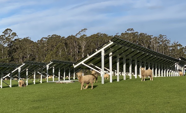 Sheep grazing among the solar arrays at The Vale