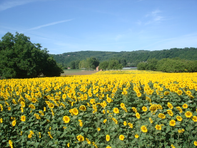 Dordogne June 2011